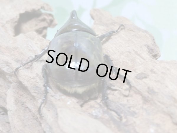 画像3: 新成虫☆ティティウスシロカブト♂48ミリ♀A´-42ミリペア販売!! (3)