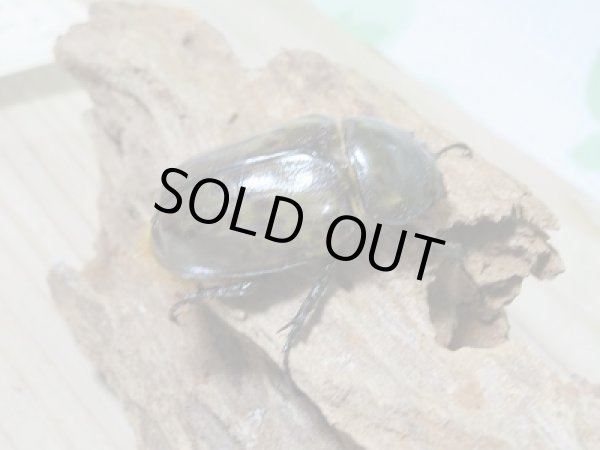 画像4: 新成虫☆ティティウスシロカブト♂48ミリ♀A´-42ミリペア販売!! (4)