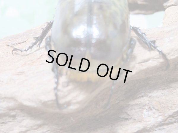 画像6: 新成虫☆ティティウスシロカブト♂48ミリ♀A´-42ミリペア販売!! (6)