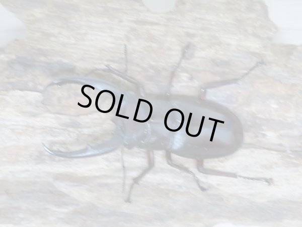 画像3: 新成虫☆ボルネオ島・サバ産!!マンディブラリスフタマタクワガタペア販売!! (3)