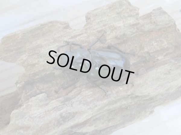 画像6: 新成虫☆ボルネオ島・サバ産!!マンディブラリスフタマタクワガタペア販売!! (6)