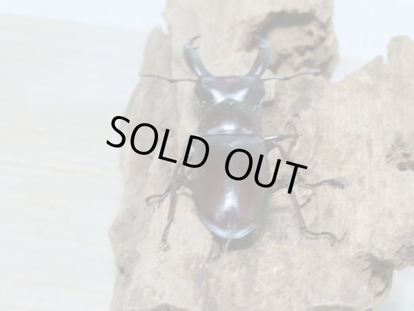 画像4: 新成虫☆ボルネオ島・サバ産!!マンディブラリスフタマタクワガタペア販売!! (4)