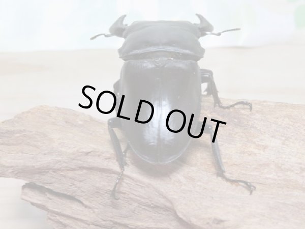 画像3: 新成虫☆台湾オオクワガタ♂74ミリ♀49ミリペア販売!! (3)