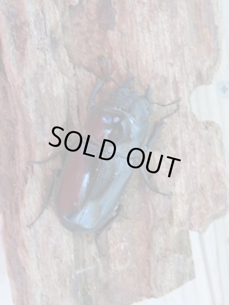 画像5: 新成虫☆台湾オオクワガタ♂69ミリ♀46ミリペア販売!! (5)