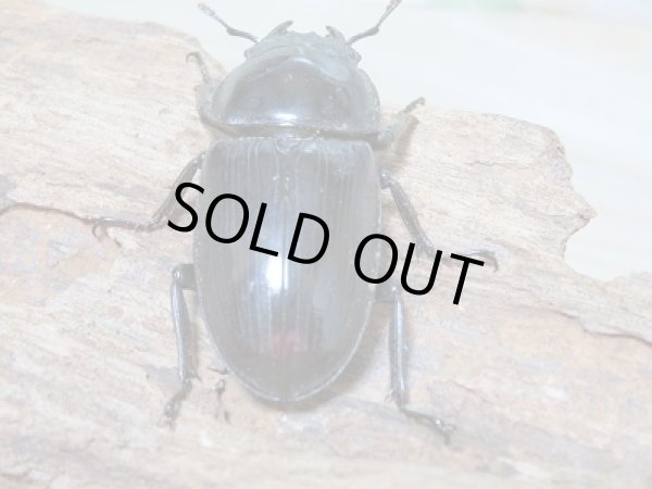 画像6: 新成虫☆台湾オオクワガタ♂69ミリ♀46ミリペア販売!! (6)