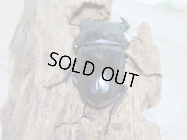 画像3: 新成虫☆台湾オオクワガタ♂69ミリ♀46ミリペア販売!! (3)