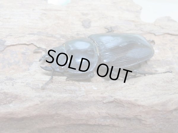 画像4: 新成虫☆台湾オオクワガタ♂69ミリ♀46ミリペア販売!! (4)