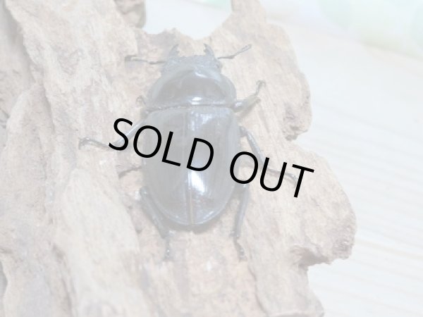 画像6: 新成虫☆台湾オオクワガタ♂74ミリ♀49ミリペア販売!! (6)