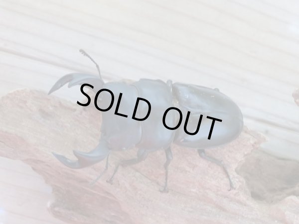 画像2: 新成虫☆台湾オオクワガタ♂74ミリ♀49ミリペア販売!! (2)