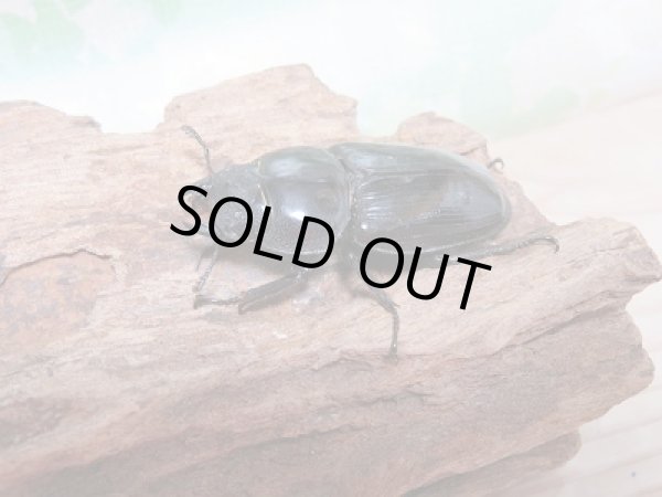 画像4: 新成虫☆台湾オオクワガタ♂74ミリ♀49ミリペア販売!! (4)