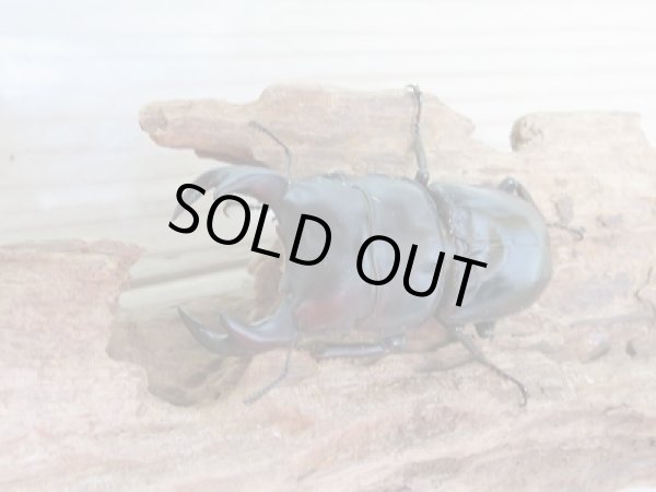 画像2: 新成虫☆台湾オオクワガタ♂69ミリ♀46ミリペア販売!! (2)