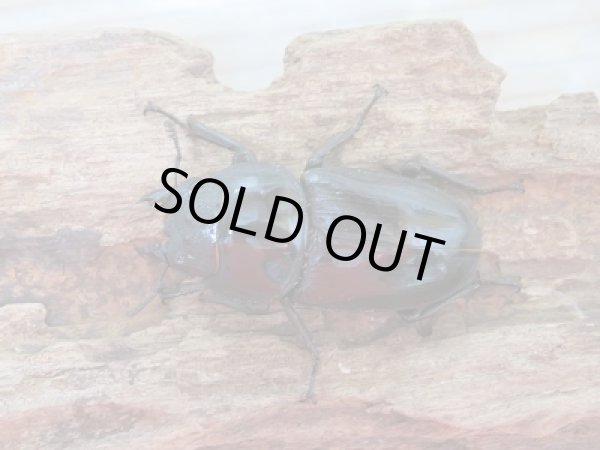 画像5: 新成虫☆台湾オオクワガタ♂74ミリ♀49ミリペア販売!! (5)