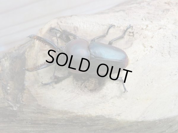 画像3: 新成虫☆F1!(マジョーラカラー)パプアキンイロクワガタペア販売!! (3)