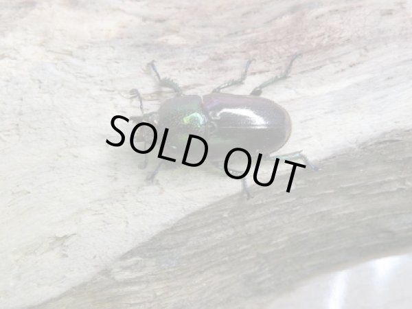 画像4: 新成虫☆F1!(マジョーラカラー)パプアキンイロクワガタペア販売!! (4)