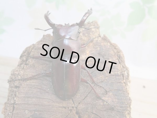 画像3: 新成虫☆F2！！フォルスターフタマタクワガタ(原名亜種)♂62ミリ♀フリーペア販売！！ (3)