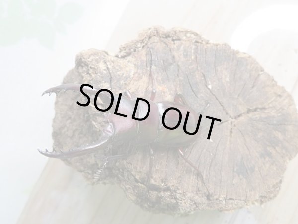 画像2: 新成虫☆F2！！フォルスターフタマタクワガタ(原名亜種)♂61ミリ♀フリーペア販売！！ (2)