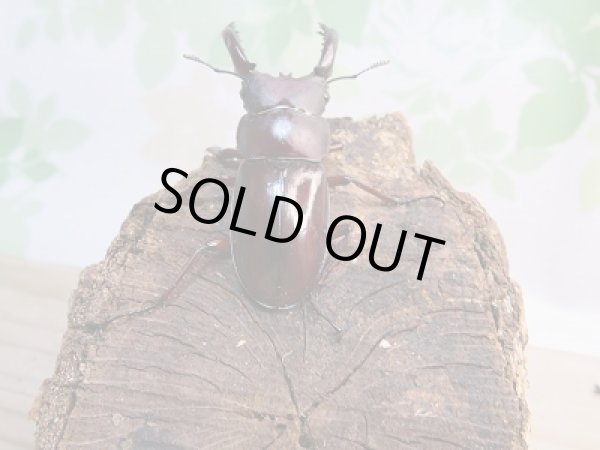 画像3: 新成虫☆F2！！フォルスターフタマタクワガタ(原名亜種)♂61ミリ♀フリーペア販売！！ (3)