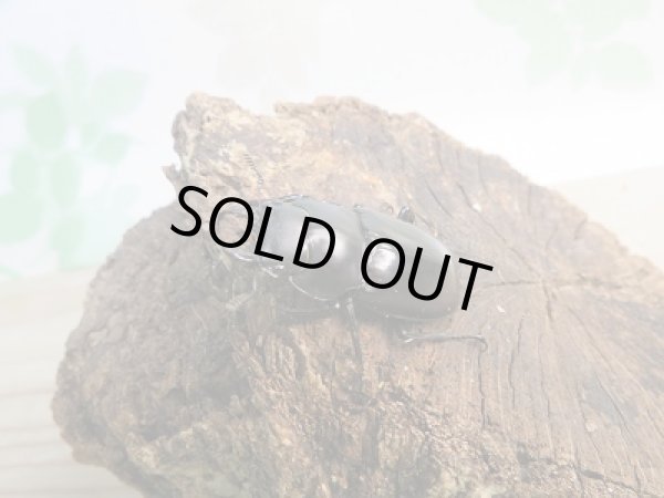 画像4: 新成虫☆F2！！フォルスターフタマタクワガタ(原名亜種)♂61ミリ♀フリーペア販売！！ (4)