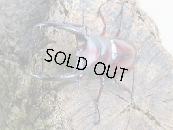 画像2: 新成虫☆F2!!フォルスターフタマタクワガタ(原名亜種)♂65ミリ♀フリーペア販売!! (2)