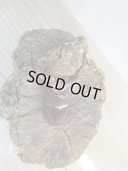 画像2: 新成虫☆F2！！フォルスターフタマタクワガタ(原名亜種)♂62ミリ♀フリーペア販売！！ (2)