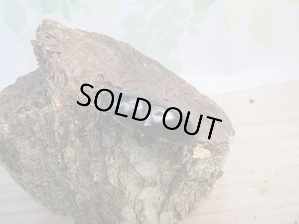 画像4: 新成虫☆F2！！フォルスターフタマタクワガタ(原名亜種)♂62ミリ♀フリーペア販売！！ (4)