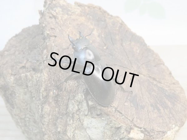 画像4: 新成虫☆F2!!フォルスターフタマタクワガタ(原名亜種)♂65ミリ♀フリーペア販売!! (4)