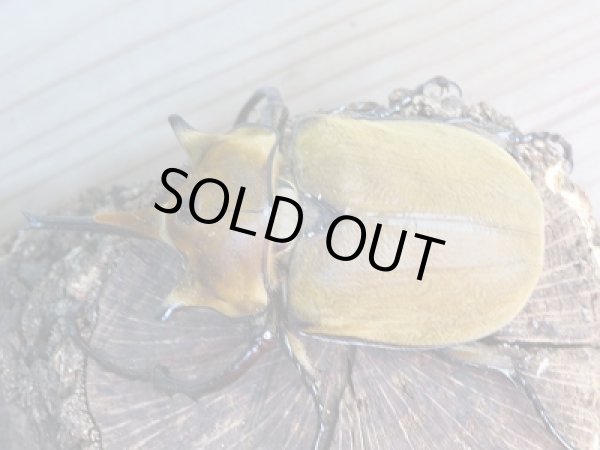 画像2: 新成虫☆美形エレファスゾウカブト♂109ミリ+♀63ミリ+♀63ミリトリオ販売!! (2)