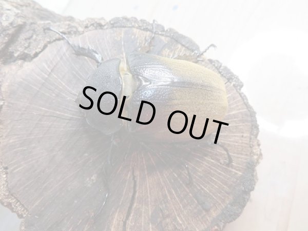 画像4: 新成虫☆美形エレファスゾウカブト♂109ミリ+♀63ミリ+♀63ミリトリオ販売!! (4)