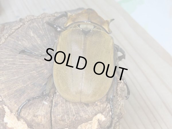 画像3: 新成虫☆美形エレファスゾウカブト♂109ミリ+♀63ミリ+♀63ミリトリオ販売!! (3)