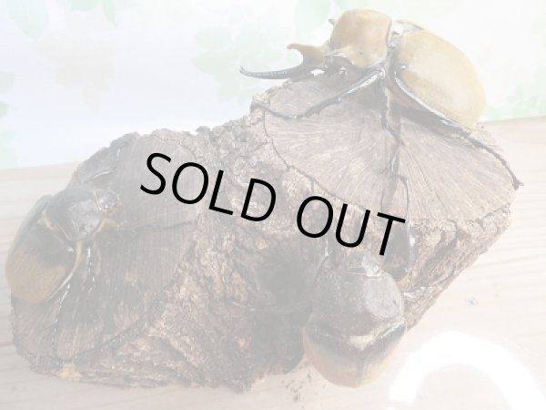 画像5: 新成虫☆美形エレファスゾウカブト♂109ミリ+♀63ミリ+♀63ミリトリオ販売!! (5)