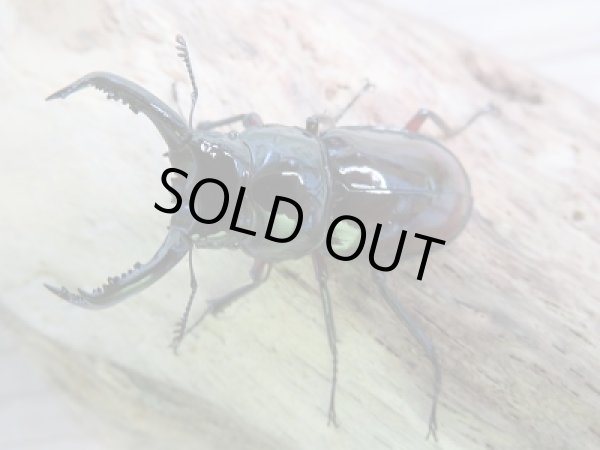 画像2: 新成虫☆WF1!オーベルチュールクロツヤシカクワガタ♂42ミリ前後!!限定2頭単品販売 (2)