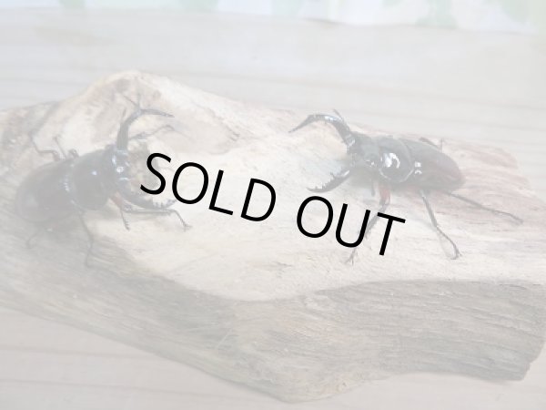 画像4: 新成虫☆WF1!オーベルチュールクロツヤシカクワガタ♂42ミリ前後!!限定2頭単品販売 (4)