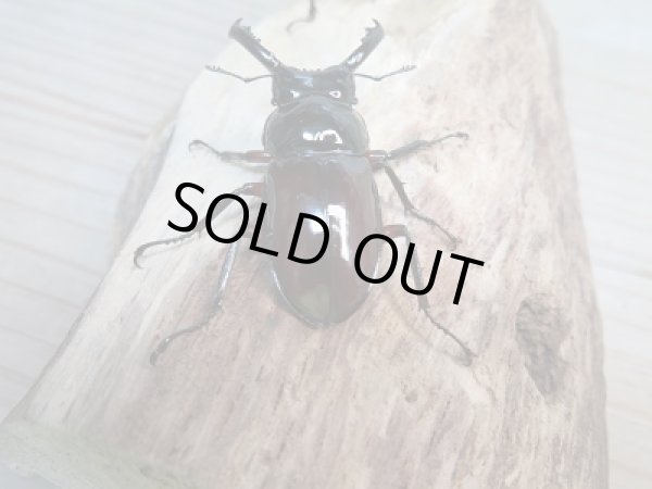 画像3: 新成虫☆WF1!オーベルチュールクロツヤシカクワガタ♂42ミリ前後!!限定2頭単品販売 (3)