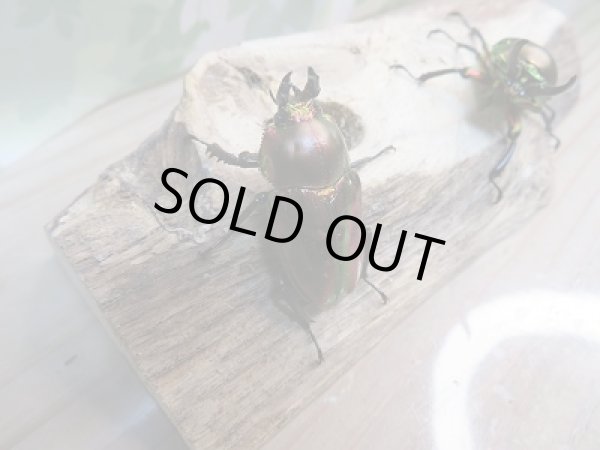 画像4: 新成虫! ニジイロクワガタ☆レッド血統♂40ミリ♀フリーペア販売!! (4)