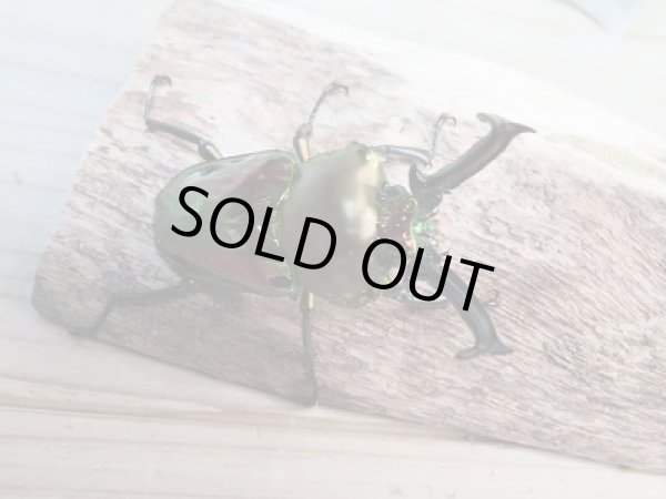 画像2: 新成虫！ ニジイロクワガタ☆ノーマルカラー♂58ミリ♀フリーペア販売！！ (2)