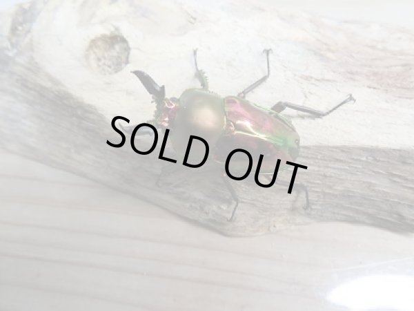 画像2: 新成虫! ニジイロクワガタ☆レッド血統♂40ミリ♀フリーペア販売!! (2)