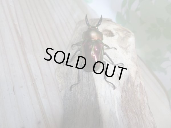 画像3: 新成虫! ニジイロクワガタ☆レッド血統♂40ミリ♀フリーペア販売!! (3)