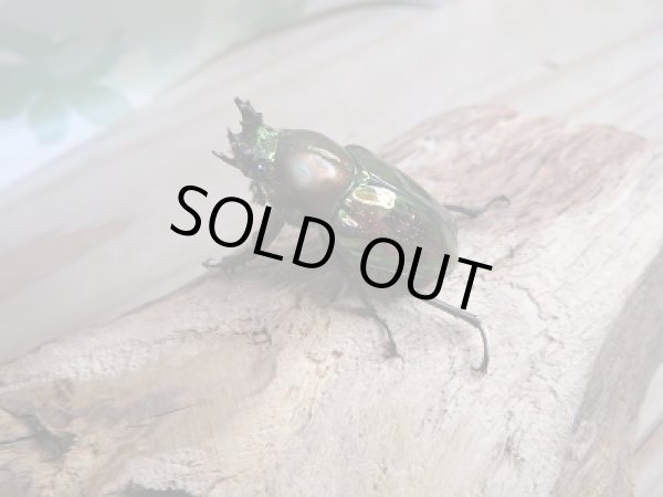 画像4: 新成虫！ ニジイロクワガタ☆ノーマルカラー♂58ミリ♀フリーペア販売！！ (4)