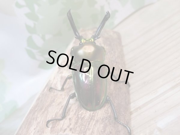 画像3: 新成虫！ ニジイロクワガタ☆ノーマルカラー♂58ミリ♀フリーペア販売！！ (3)