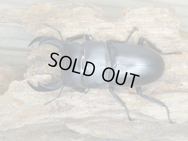 画像2: 即ブリ☆F3!シェンクリングオオクワガタ♂72ミリ♀38ミリペア販売!! (2)