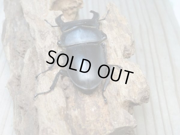 画像3: 即ブリ☆F3!シェンクリングオオクワガタ♂72ミリ♀38ミリペア販売!! (3)