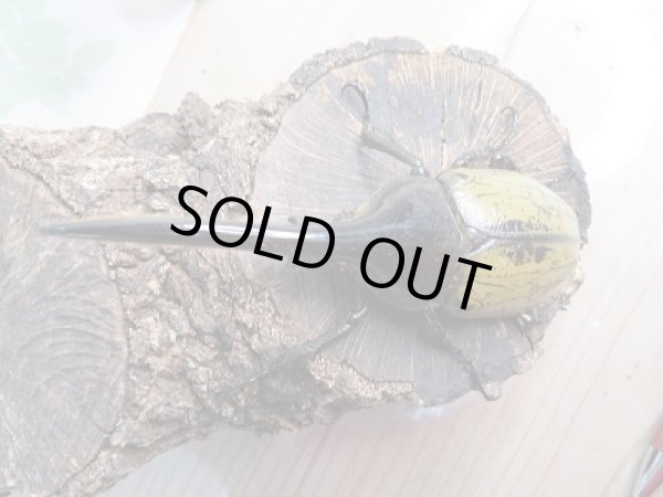 画像2: 新成虫☆D.H.ヘラクレス♂128ミリ単品販売!! (2)