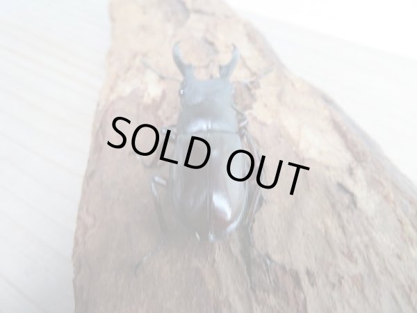 画像3: 新成虫☆F2!ボーリンフタマタクワガタ(バミノルム)♂55ミリ♀フリーペア販売!! (3)