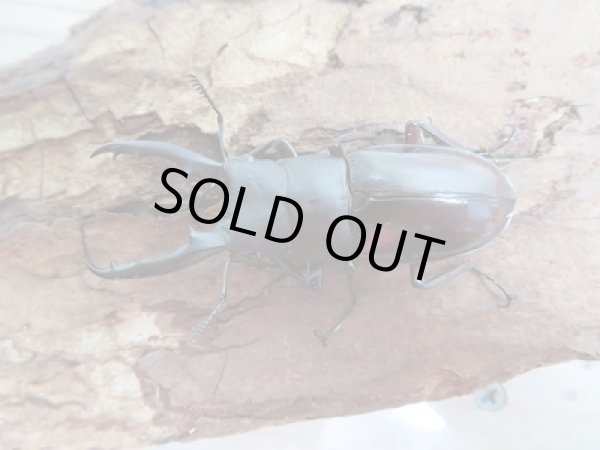 画像2: 新成虫☆F2!ボーリンフタマタクワガタ(バミノルム)♂55ミリ♀フリーペア販売!! (2)