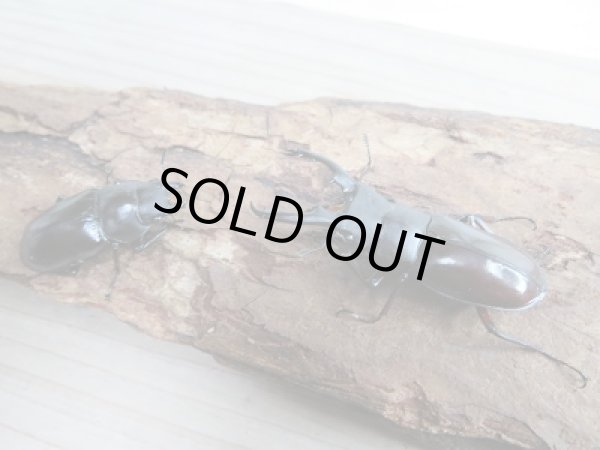 画像4: 新成虫☆F2!ボーリンフタマタクワガタ(バミノルム)♂55ミリ♀フリーペア販売!! (4)