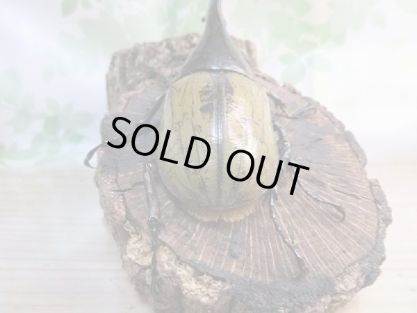 画像3: 新成虫☆D.H.ヘラクレス♂128ミリ単品販売!! (3)