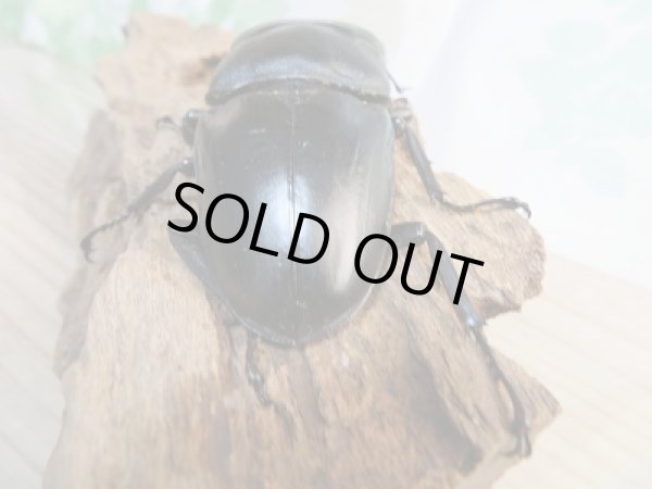 画像3: 新成虫!!F3☆パラワンオオヒラタクワガタ♂98ミリ♀49ミリ+♀47ミリトリオ販売!! (3)