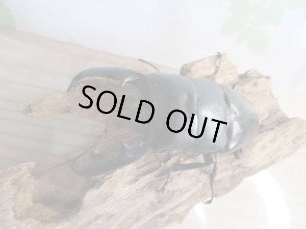 画像2: 新成虫!!F3☆パラワンオオヒラタクワガタ♂98ミリ♀49ミリ+♀47ミリトリオ販売!! (2)