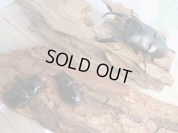 画像4: 新成虫!!F3☆パラワンオオヒラタクワガタ♂98ミリ♀49ミリ+♀47ミリトリオ販売!! (4)