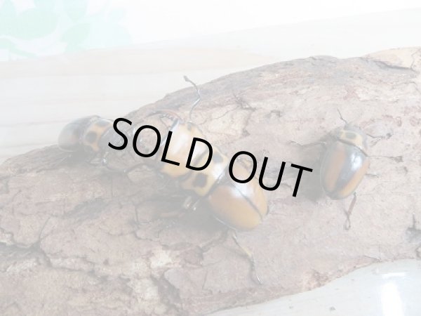 画像4: 新成虫！F6☆コンゴ産☆メンガタメリークワガタ♂46ミリ♀フリー＋♀フリートリオ販売！！ (4)